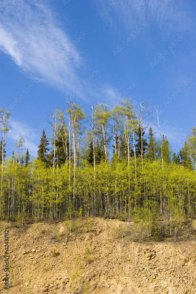 Birch trees Birch trees