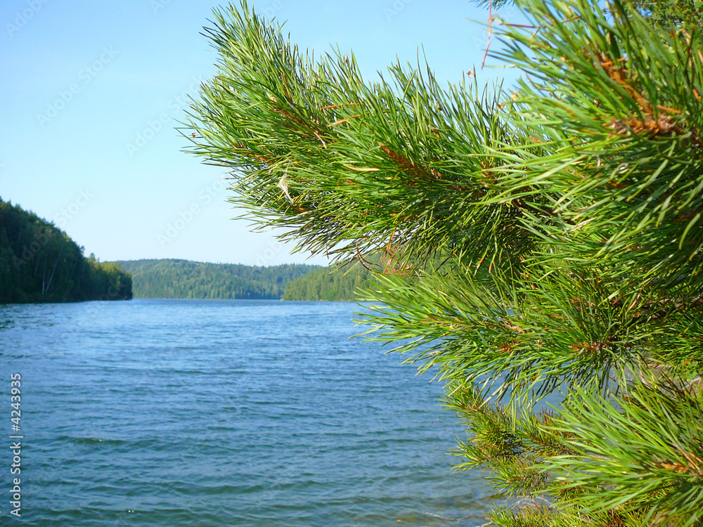 pine branch and the lake
