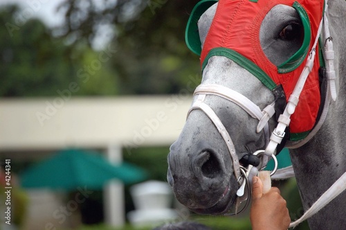 Gray Horse Orange Blinders photo