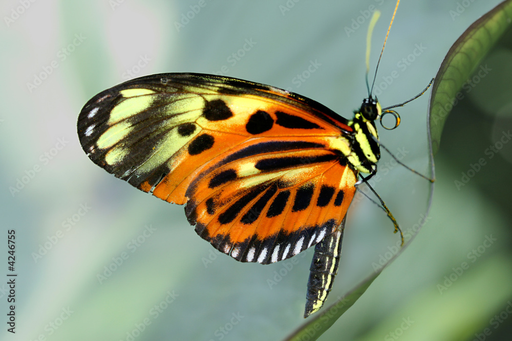 Obraz premium butterfly