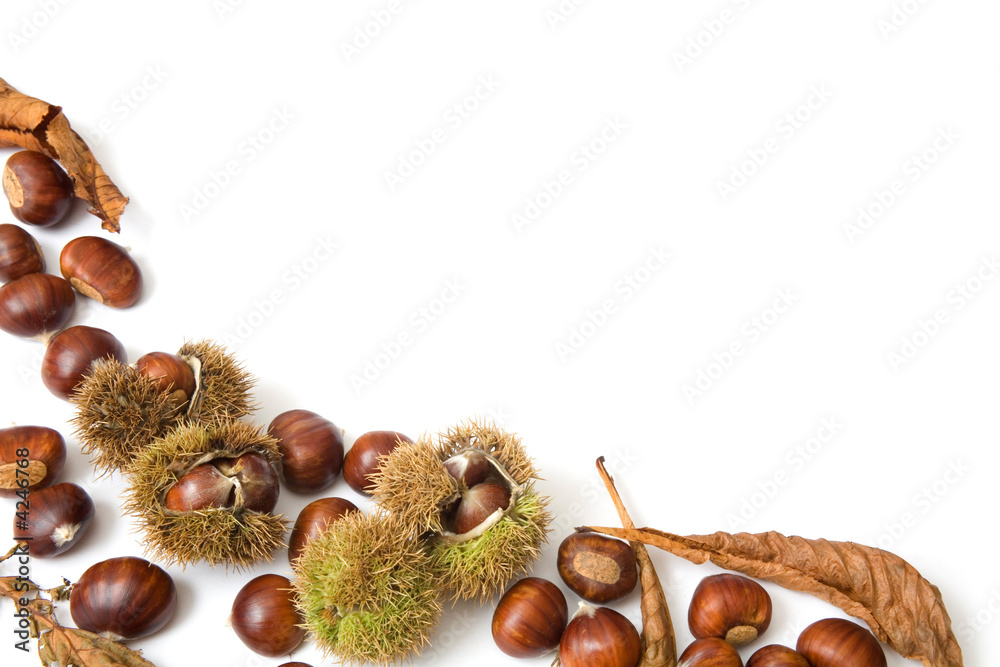 Fototapeta premium Autumn template