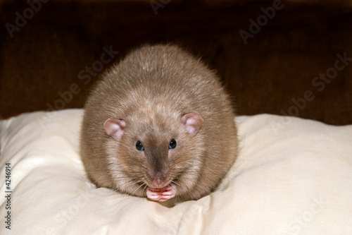 Фотография Round Rat