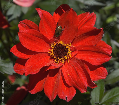Red gerbera