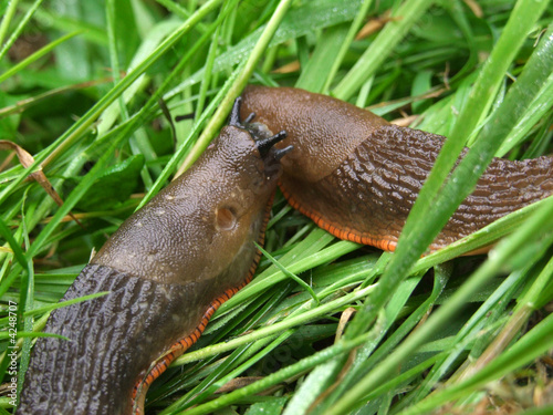 slugs