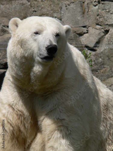 Polar Bear © Moyra Miller