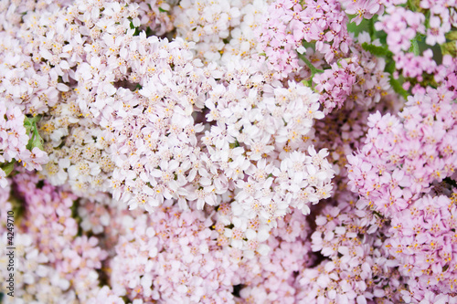 inflorescences of pink milfoil flowers photo