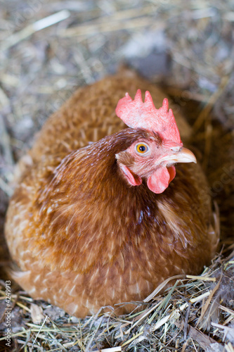 sitting hen