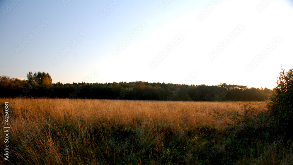 Fototapeta premium Field