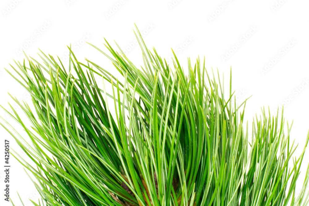 Fototapeta premium siberian cedar branch