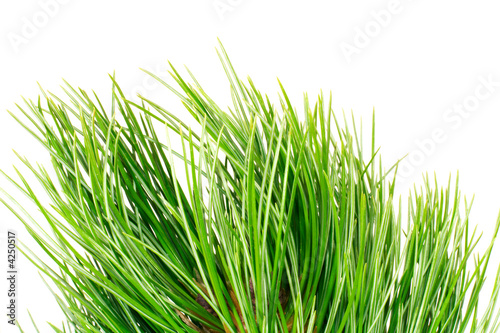 siberian cedar branch