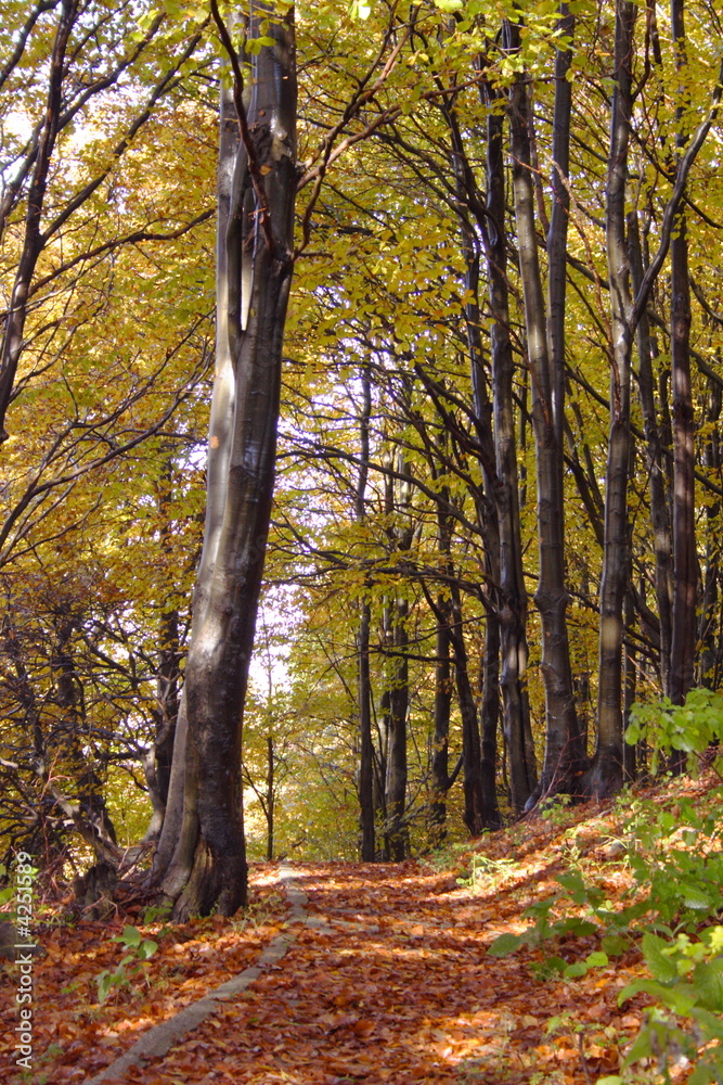 Obraz premium jesienne drzewa