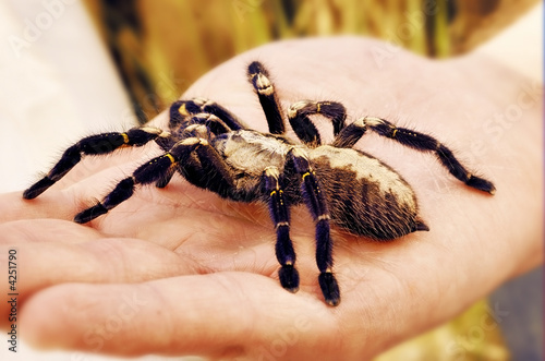 Large pet spider on man's hand