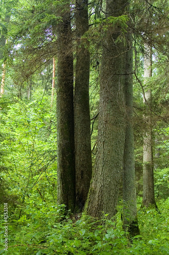 Old natural decidous forest © Aleksander Bolbot