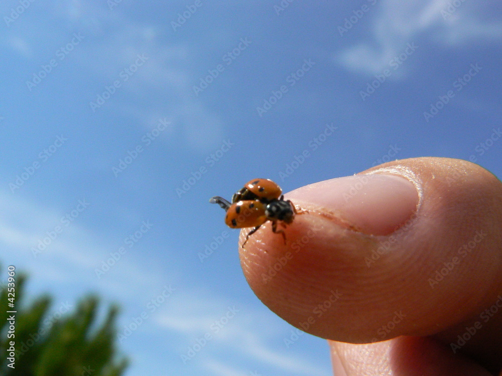 Obraz premium coccinelle