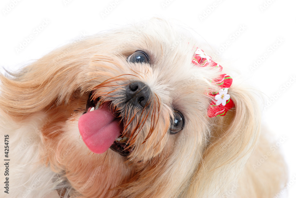 Naklejka premium Pets