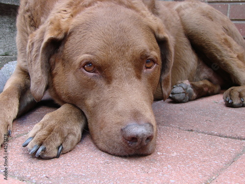 Man's Best Friend