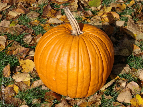 The Perfect Pumpkin