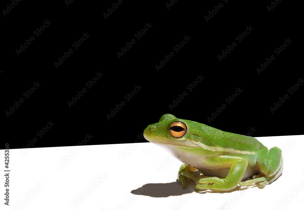 Obraz premium Green tree frog