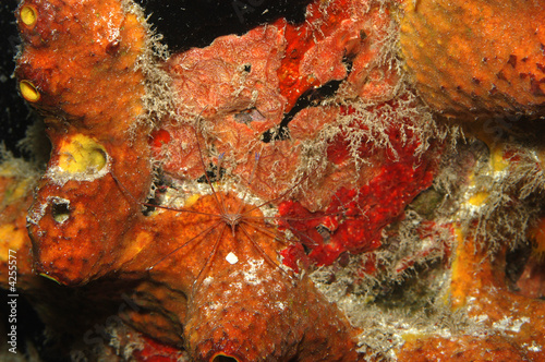 Arrow crab in sponges, twon pier, Bonaire