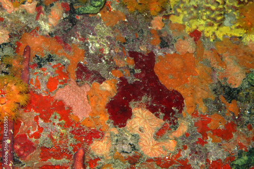 Encrusting sponges and corals, city pier, Bonaire.