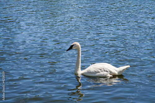 White swan swimming on a lake or a river.