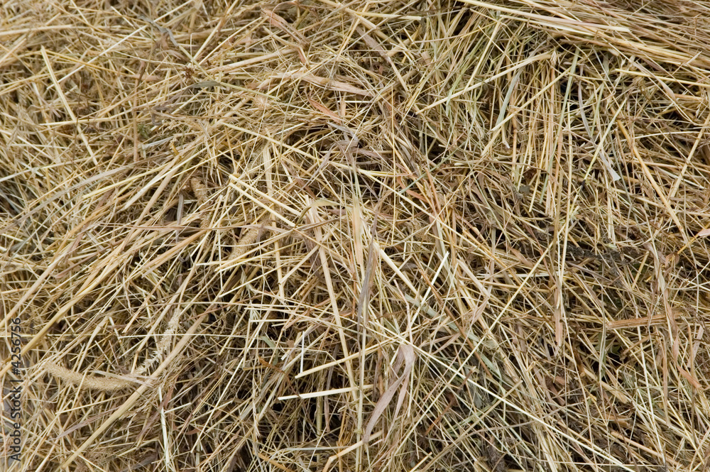 Dry hay texture Dry hay texture
