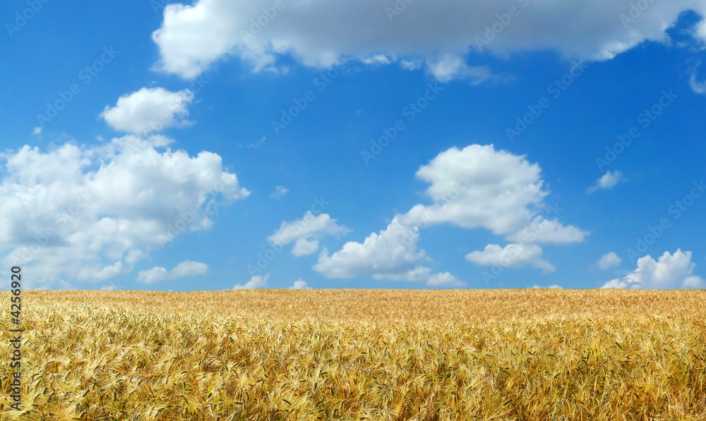 Beautiful summer wheat field XXL