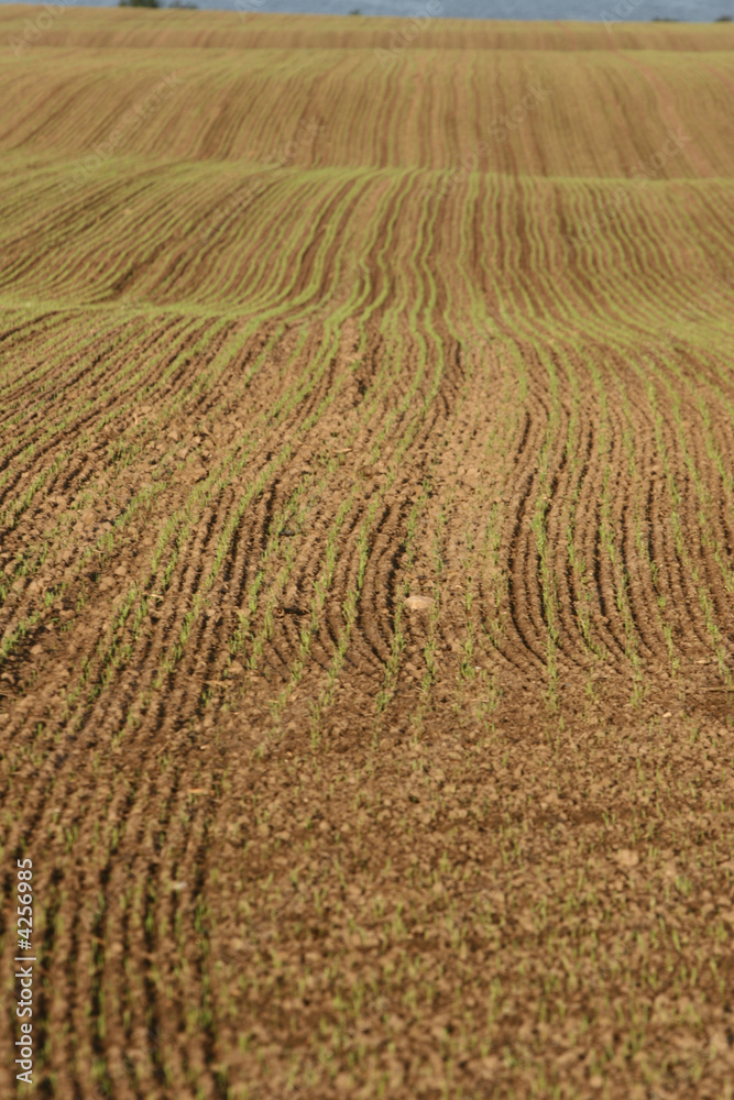 corn fleld corn fleld