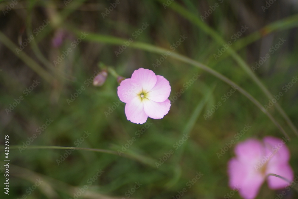 Fototapeta premium SONY DSC