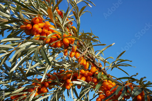 branch of sea-buckthorn