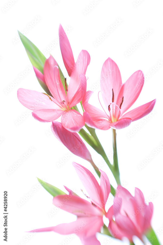 Fototapeta premium kaffir lily