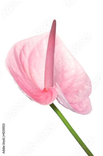 arum lily