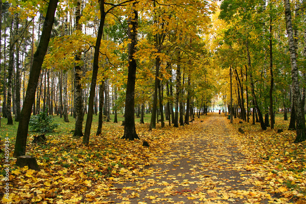 Obraz premium Autumn in our park. 