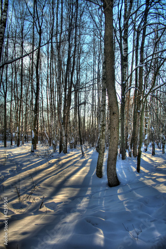 Winter wood
