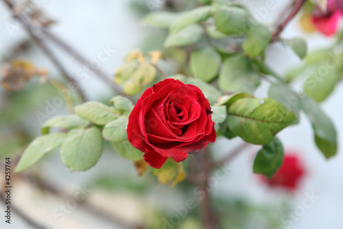 Red Rose