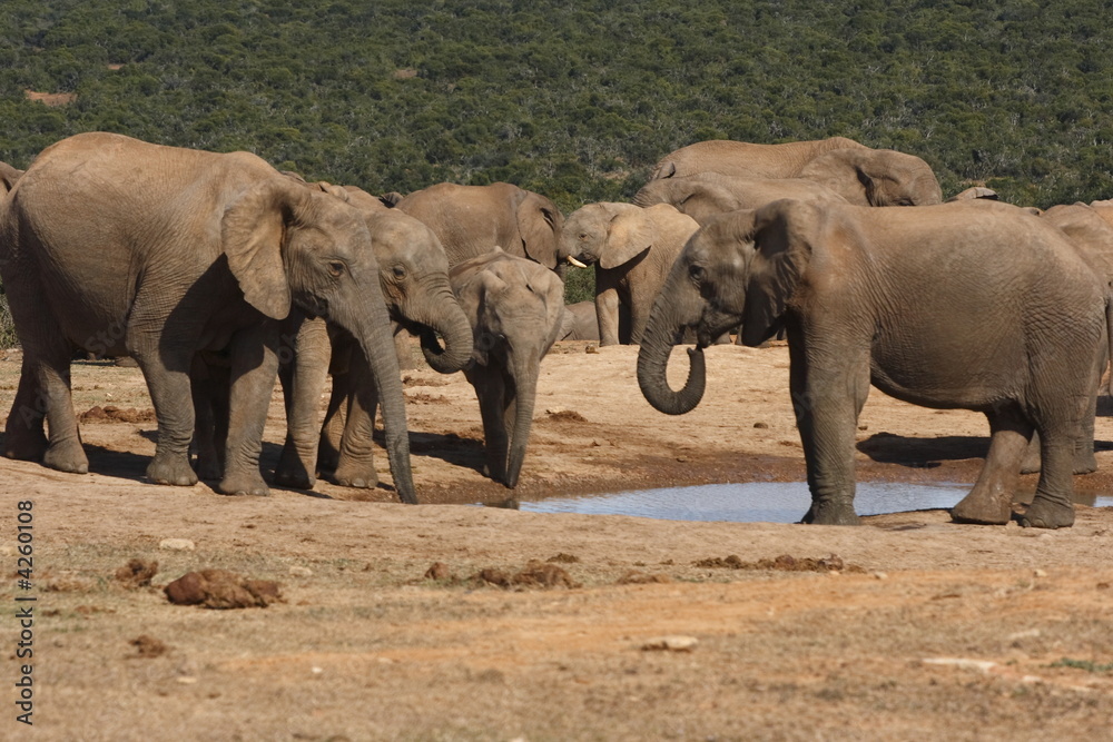 Elephants gathering