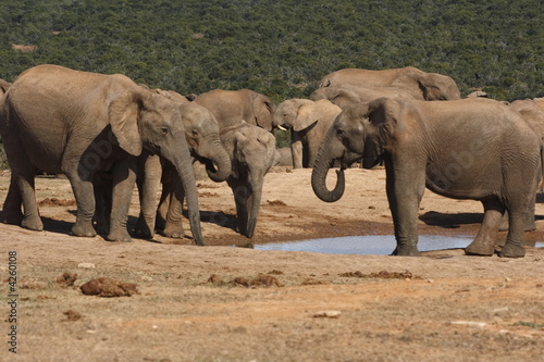 Elephants gathering