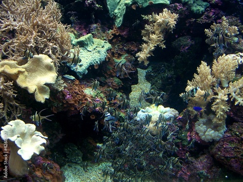 Fototapeta Naklejka Na Ścianę i Meble -  masses of marine fish