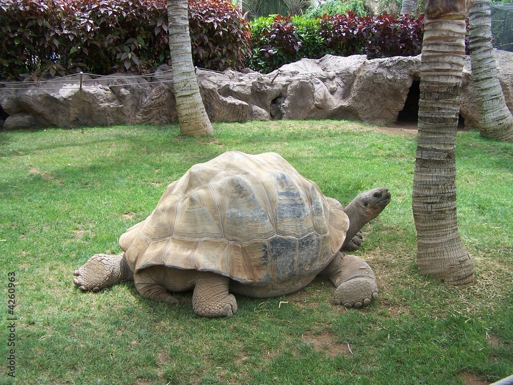 Naklejka premium massive giant tortise