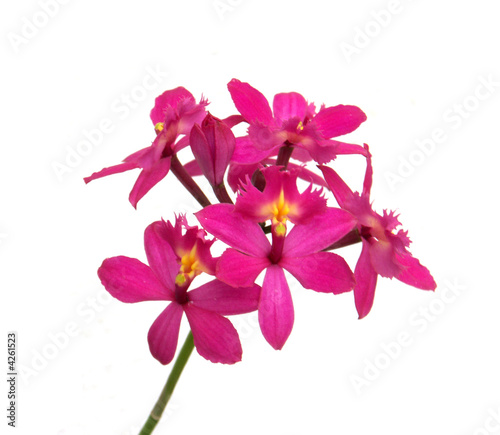 Fototapeta Naklejka Na Ścianę i Meble -  orchidée sur fond blanc