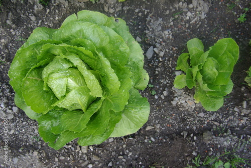 laitue du jardin