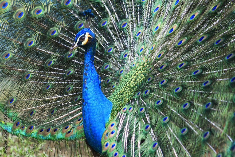 Obraz premium peacock