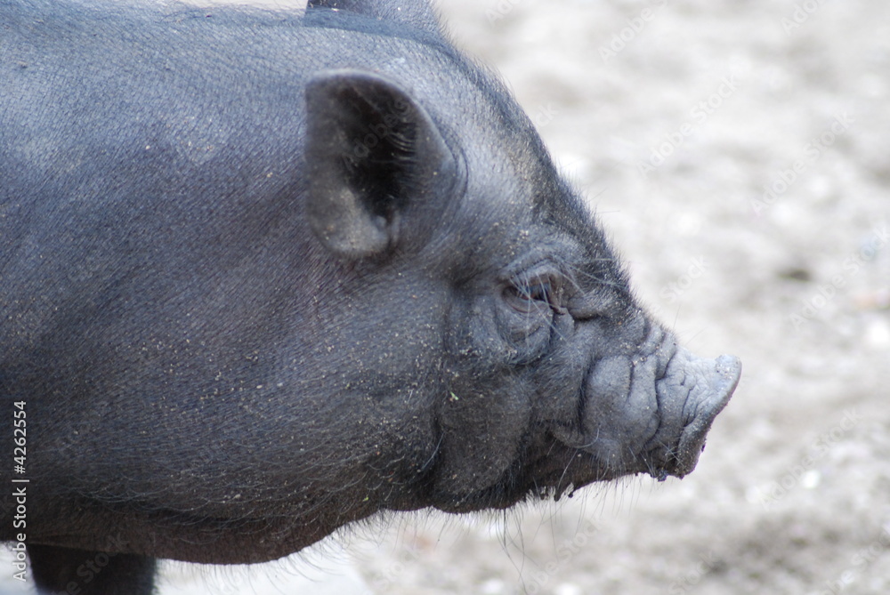 Naklejka premium vietnam pig