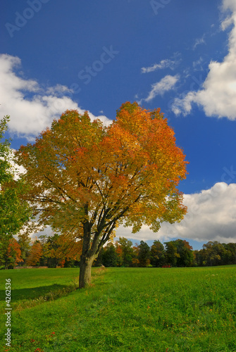 Autumn colored tree in field against blue sky