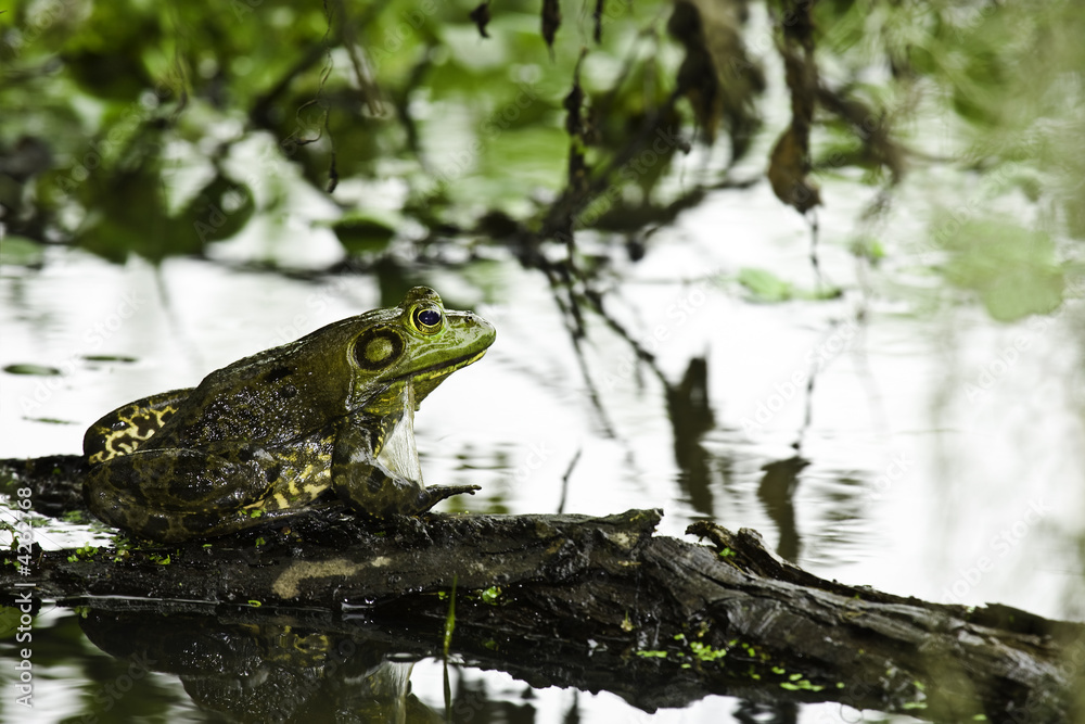 Obraz premium Frog on a Log