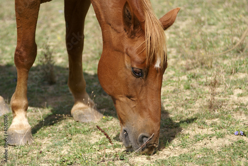le cheval broute © Photo Passion