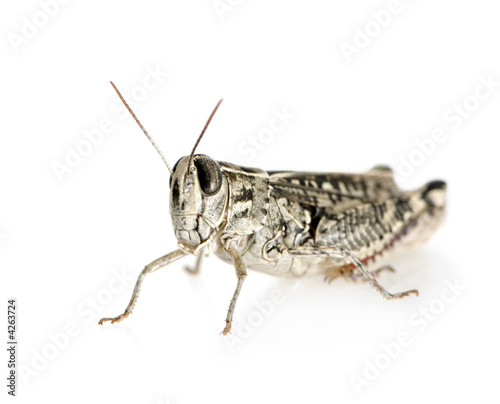 Red-legged Grasshopper