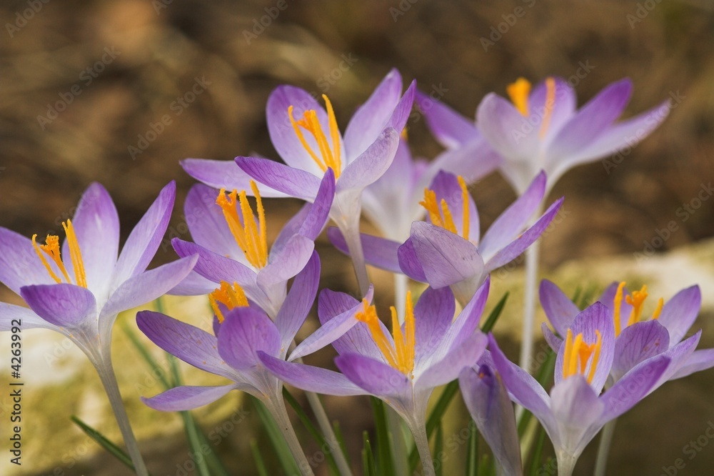 Naklejka premium Krokusse