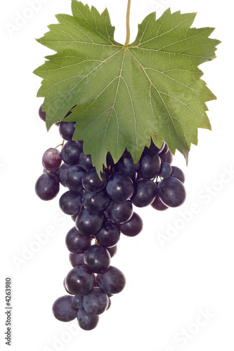 dark grape and leaf