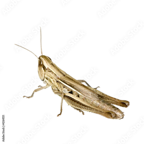 Meadow Grasshopper © Eric Isselée